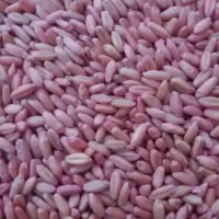 گندم بذر سرداری