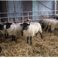 کارگر برای نظافت محل دام وباغ