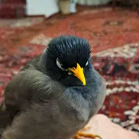 مرغ مینا|پرنده|تهران, فلاح|دیوار
