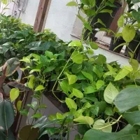 گل اپارتمانی