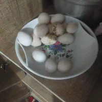 تخم بوغلمون نطفه دار