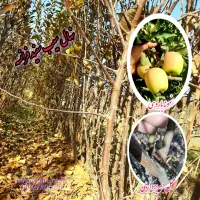 نهال سیب|گل و گیاه طبیعی|میاندوآب, |دیوار