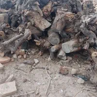 خریدچوب ودرخت همه نوع حرس درخت تسویه نقدی|خدمات باغبانی و درختکاری|نیشابور, چاه بلند|دیوار