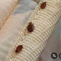 سمپاشی سوسک و ساس دریک مرحله صدرصد تضمینی