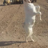 یک بره نر بختیاری با یک بزغاله نر فروشی