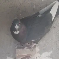 دوتا ماده خوب خوشگل