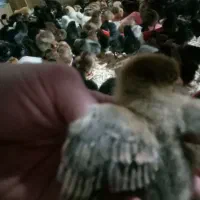 جوجه مرغ گلپایگان ۴روزه و جوجه بوقلمون ۵روزه