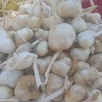 همدان سیر