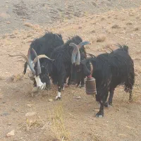 نربز