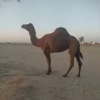 انواع شتر-شکسته-مجی-ارونه