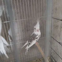 فروش عروس مولد|پرنده|قم, جوی شور|دیوار