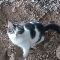 واگذاری بچه گربه