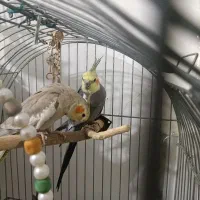 عروس هلندی مولد