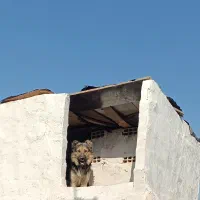 سگ خانگی|سگ|تاکستان, |دیوار