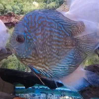 دیسکس سایز بزرگ قناری|ماهی|تهران, حکیمیه|دیوار