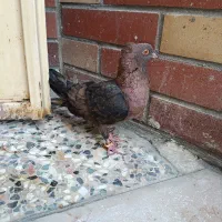 کبوتر ارشینگل|پرنده|مسجد سلیمان, |دیوار