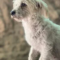 گمشده گمشده مژدگانی مژدگانی|حیوانات|مهریز, |دیوار