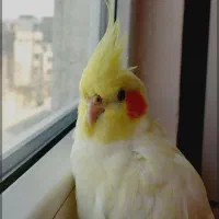 عروس هلندی ماده یک سال ونیم|پرنده|وحیدیه, |دیوار