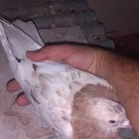 کبوتر‌سرور|پرنده|قم, پردیسان|دیوار