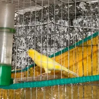 قناری طلایی نر