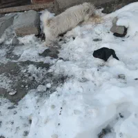 سگ پاکوتا|سگ|مشگین شهر, |دیوار