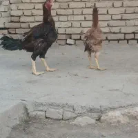 مرغ وخروس لاری اصیل
