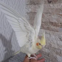 عروس هلندی لوتینو