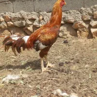 خروس لاری