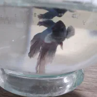 ماهی فایتر نژاد هافمون