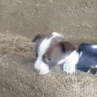 توله پاکوتاه گوش راست|سگ|کاشمر, |دیوار