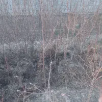 نهال بادام درختی