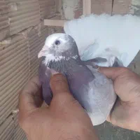 کفتر عطیقه