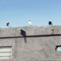 چهار عدد کبوتر|پرنده|میان جلگه, |دیوار