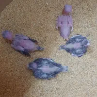 جوجه عروس هلندی سرلاکی