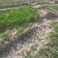 یک عددگوسفند