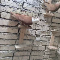 سه عدد پرنده دوری