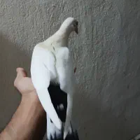 جوجه دم دار ۱۹۰