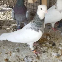 یه جفت کفتر کبوتر طوقی.نر طوق سیاه ماده طوق شازده|پرنده|شیراز, شهرک امیر کبیر|دیوار