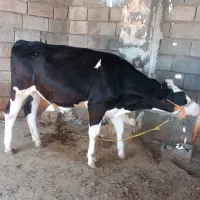 فروش شنگل امادیه تلقیح
