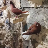 رامهرمز