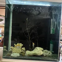 اکواریوم اکوا aqua ماهی اکواریوم چینی وارداتی