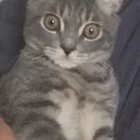 گربه واگذاری