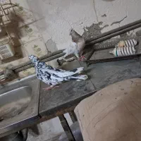 نر وماده ترمه ای اصفهانی