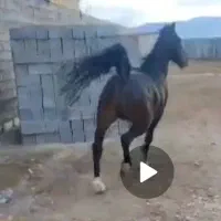 فروش یک راس نریان میکروچیپ دار|اسب و تجهیزات اسب‌سواری|کرمانشاه, |دیوار