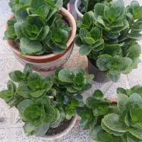 انواع گل های طبیعی|گل و گیاه طبیعی|بناب, |دیوار