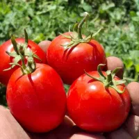 خیار خیارشوری مستقیم از سر زمین|خوردنی و آشامیدنی|مشهد, میان ولایت|دیوار