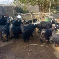 فروش ۸ بز|حیوانات مزرعه|باغ ملک, |دیوار