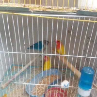 الماسی برزیلی و مرغ عشق