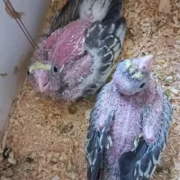 جوجه عروس هلندی طاووسی|پرنده|مشهد, عامل|دیوار