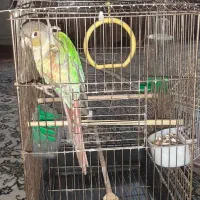 گرینچیک سخنگو|پرنده|ری, حمزه‌آباد|دیوار